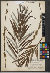 Foto von Salix viminalis L.